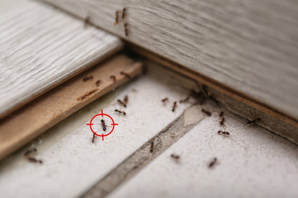 Spider Control Near Me in Humboldt Hill, CA